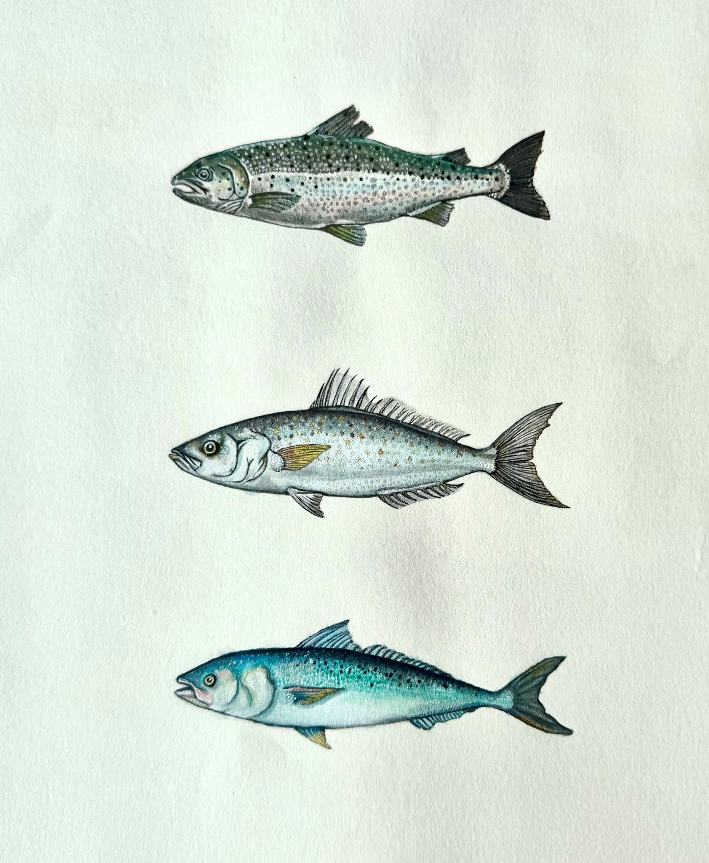 All the Salmon