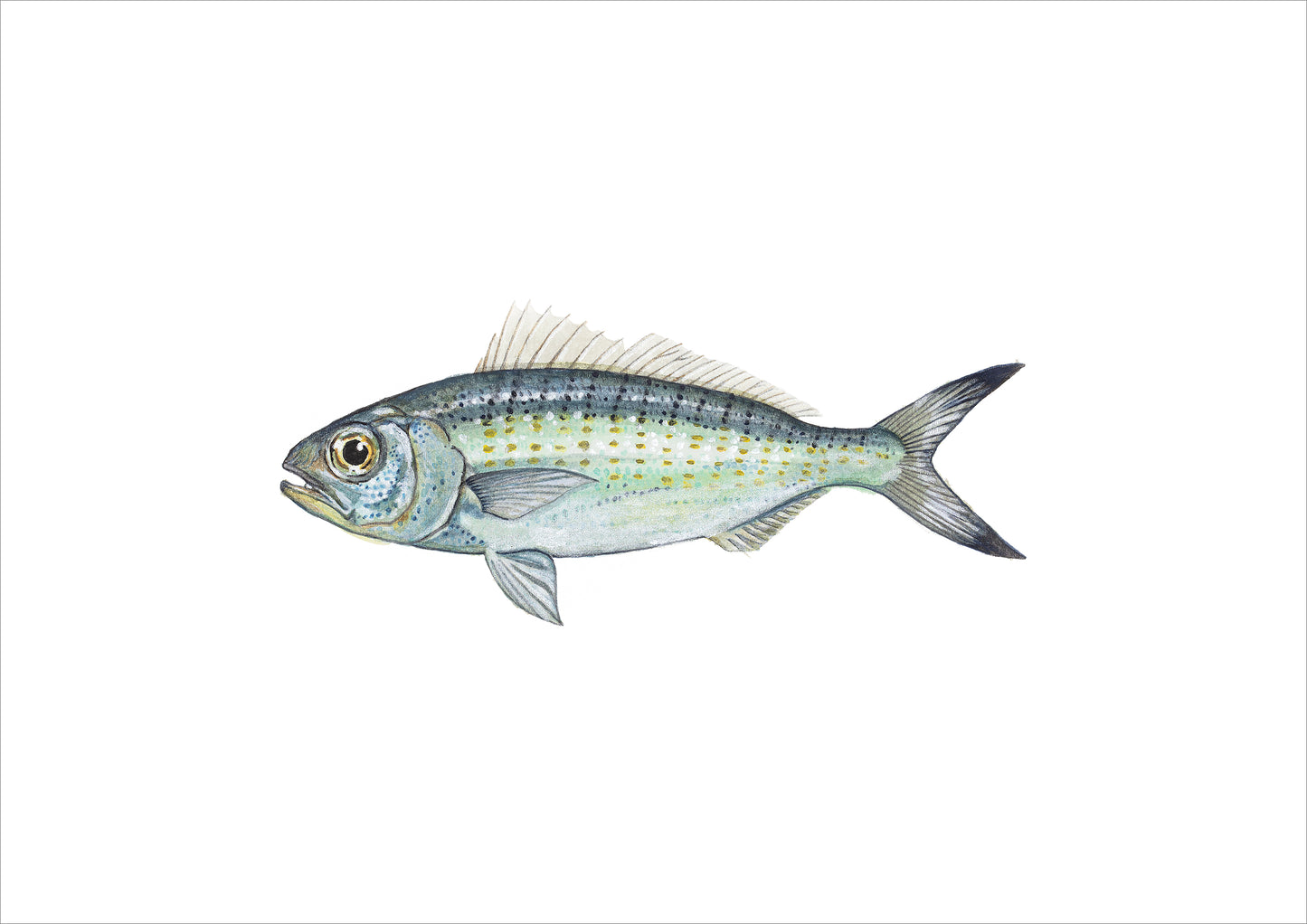 Herring