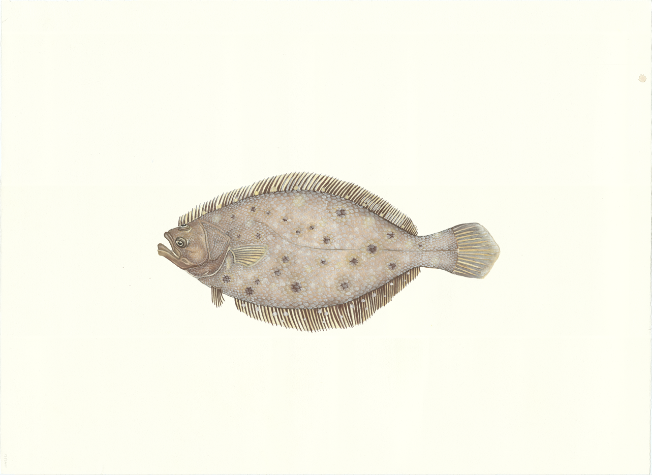 Pat's Flounder