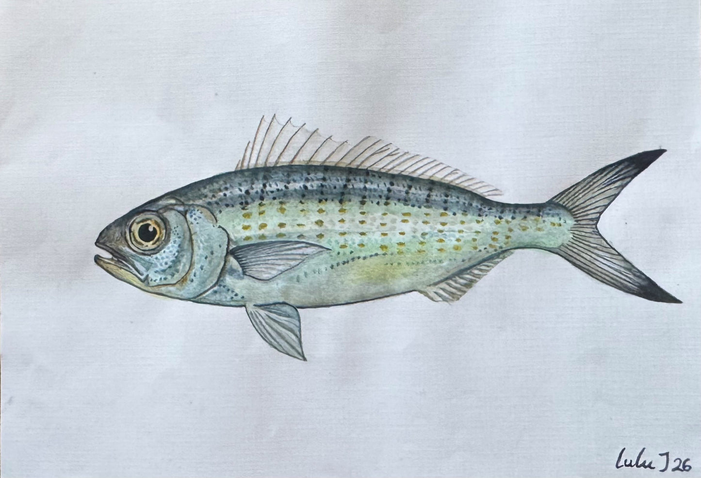 Herring
