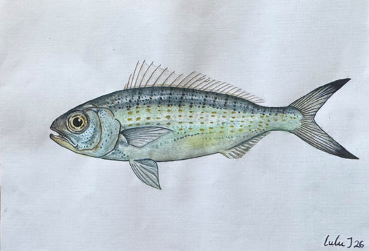Herring