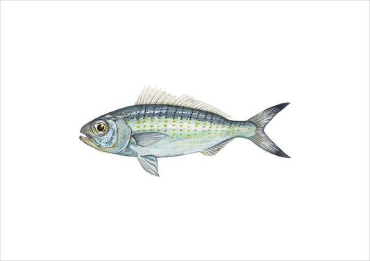 Herring