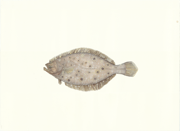 Pat's Flounder